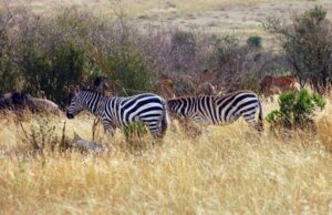 Για ποιο λόγο η ζέβρα έχει ραβδώσεις;