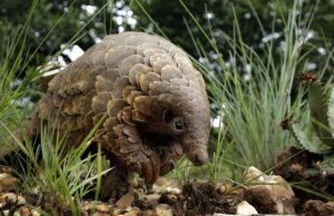 Η προέλευση του Covid-19 – Τι λένε οι ερευνητές