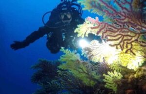 Μεσόγειος: Ο φετινός «θαλάσσιος καύσωνας» αποδεκάτισε τα δάση κοραλλιών