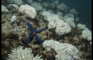 Περιβαλλοντική «βόμβα»: 1 εκατ. τόνους αποβλήτων θα ρίξει η Αυστραλία στον Μεγάλο Κοραλλιογενή Ύφαλο