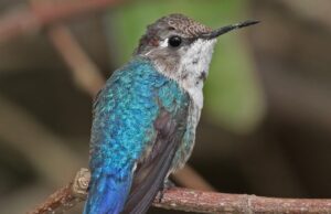 Το μικρότερο πουλί στον κόσμο έχει μέγεθος μέλισσας