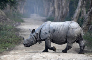 Ο σιβηρικός μονόκερος είχε συνυπάρξει με τον Homo sapiens και τους Νεάντερταλ