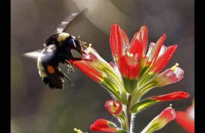 «Τα πουλιά τρώνε πουλιά»: Η μείωση του πληθυσμού των εντόμων απειλεί τον πλανήτη