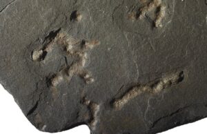 Ενδείξεις για ύπαρξη ζωής στη γη πριν 2,1 δισ. χρόνια