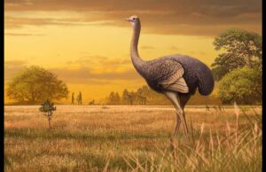 Ανακάλυψη: Οι πρώτοι Ευρωπαίοι ζούσαν δίπλα σε τεράστια πουλιά