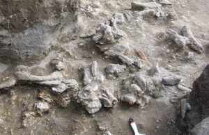 Στην Ινδονησία βρέθηκαν τα πιο πρόσφατα απολιθώματα του Homo Erectus (βίντεο – φωτογραφίες)