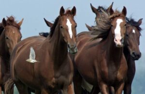 Σε τι διαφέρει το σημερινό άλογο από εκείνο της αρχαιότητας
