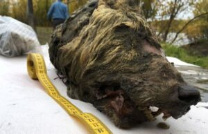 Κεφάλι λύκου 40,000 ετών βρέθηκε στη Σιβηρία