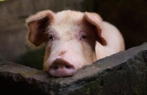 Νέα γρίπη των χοίρων με πιθανότητα πανδημίας εντοπίστηκε στην Κίνα