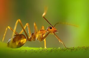 Αυτές είναι ίσως οι πιο κοντινές φωτογραφίες μυρμηγκιού που έχουν τραβηχτεί