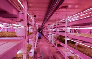 Τροφή για το μέλλον: Το πολεμικό καταφύγιο που μετατράπηκε σε υπόγεια φάρμα