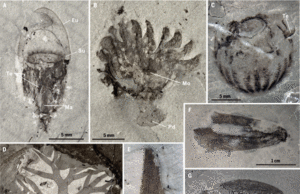 Ποια ζώα ζούσαν στη Γη πριν από 500 εκατ. χρόνια