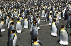 Ανταρκτική: Εντοπίστηκε νέα αποικία αυτοκρατορικών πιγκουίνων