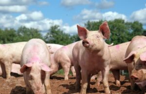 Μεταμόσχευση νεφρών από χοίρους: Η επέμβαση πέτυχε αλλά ο ασθενής ήταν νεκρός