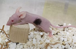 Δημιουργήθηκε από βλαστοκύτταρα συνθετικό έμβρυο ποντικού με εγκέφαλο & καρδιά που χτυπάει