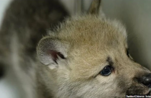 O πρώτος αρκτικός λύκος προϊόν κλωνοποίησης