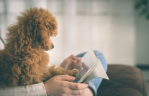 Tα πρώτα videogames για σκύλους με στόχο την εγκεφαλική τους ενδυνάμωση (βίντεο)