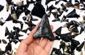 Επιστήμονες ανακάλυψαν κάτι μακάβριο στο βυθό του Ινδικού ωκεανού