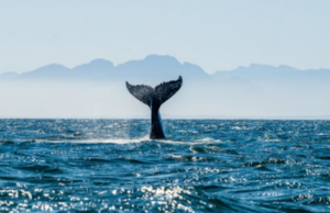 Εκπληκτική φάλαινα ταξίδεψε πέντε χιλιάδες χλμ. με σπασμένη σπονδυλική στήλη (βίντεο)