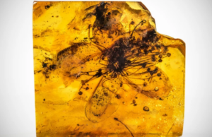 Tο μεγαλύτερο άνθος που έχει διατηρηθεί σε κεχριμπάρι