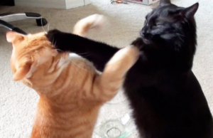 Γάτες: Πότε παίζουν και πότε είναι πιο επιθετικές; Νέα έρευνα αποκαλύπτει