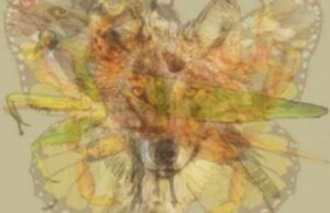 Εσείς τι βλέπετε στη φωτογραφία; – Εκπληκτικό τεστ ψυχολογίας