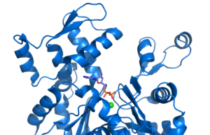 Μια πρωτεΐνη «προστάτης» του DNA μας!