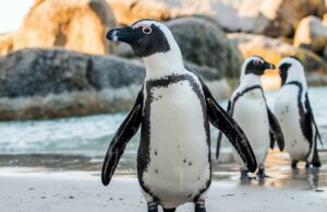 Οι αφρικανικοί πιγκουίνοι χρησιμοποιούν γλωσσικά μοτίβα παρόμοια με τους ανθρώπους