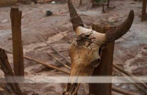 Ιχνη πρωτόγονης χειρουργικής επέμβασης σε κρανίο αγελάδας από το 3.000 π.X.