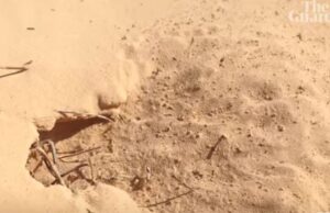 Τα γρηγορότερα μυρμήγκια στον κόσμο βρίσκονται στη βόρεια Σαχάρα, λένε οι ερευνητές