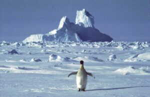 Δορυφόρος ανακάλυψε άγνωστες αποικίες αυτοκρατορικών πιγκουίνων