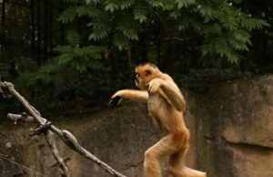 Έρευνα: Να πως χάσαμε τις ουρές μας οι άνθρωποι…