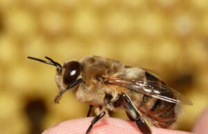 Πως σχετίζονται οι μέλισσες με το αύριο των drones;