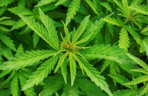 Χρήσιμη η ιατρική κάνναβη, αλλά επικίνδυνη στο οδήγημα