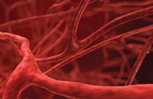 Πρωτεϊνικό «τείχος» προστατεύει τον εγκέφαλο σε περιόδους φλεγμονής