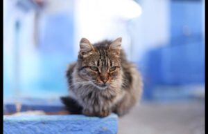 Γιατί οι Αυστραλοί θέλουν να θανατώσουν δύο εκατομμύρια γάτες;