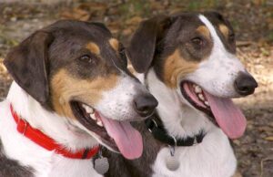 Σύστημα Al υπόσχεται να μεταφράσει στην ανθρωπινή γλώσσα τι σκέφτεται ο σκύλος σας