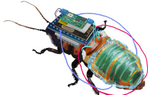 Ζωντανές κατσαρίδες μετατράπηκαν σε cyborg για αναζήτηση επιζώντων