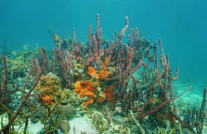 Τα πρώτα ζώα στη Γη ήταν τα απλά σφουγγάρια της θάλασσας