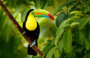 Σύνοδος για τη Βιοποικιλότητα: Μπορεί να γίνει καταφύγιο το ένα τρίτο του πλανήτη;