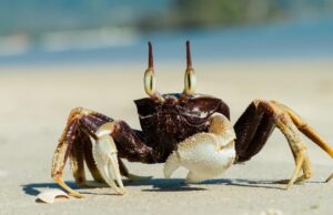 Νέο Υλικό: Πλαστικό από το καβούκι του κάβουρα