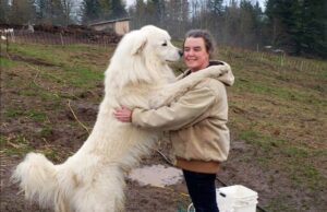 Καταρρίπτεται ο μύθος ότι 1 σκυλίσιο έτος ισοδυναμεί με 7 ανθρώπινα χρόνια