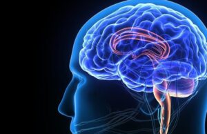 Επιστήμονες δίδαξαν για πρώτη φορά σε εγκεφαλικά κύτταρα να παίζουν “τένις” με το βιντεοπαιγνίδι Pong (βίντεο)