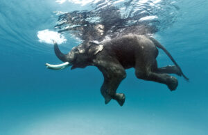 Πώς οφελεί η κολύμβηση στην υγεία σας;