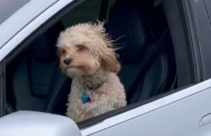 Tesla: Κι όμως… έβαλαν σκύλο να οδηγήσει με το Autopilot (βίντεο)