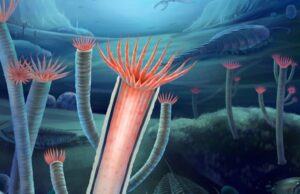 Ανακαλύψαμε το πρώτο πλάσμα που ανέπτυξε σκελετό (ΕΙΚΟΝΕΣ)