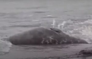 Πάνω από 2.500 νεκρές φώκιες στην Κασπία – Τι λένε οι επιστήμονες