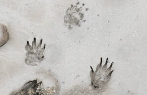 Το DNA έλυσε το μυστήριο με το περίεργο πλάσμα στη Μοντάνα