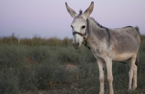Επιστήμονες δημιούργησαν το πρώτο έμβρυο γαϊδάρων με εξωσωματική γονιμοποίηση