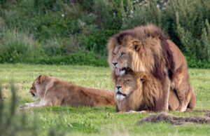 Δυο αρσενικά λιοντάρια ζευγαρώνουν σε πάρκο άγριων ζώων